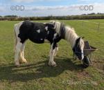 Wilkismoor Mae, Yearling Filly