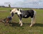 Wilkismoor Mae, Yearling Filly