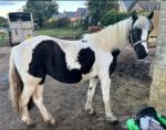 3 Year Old Filly