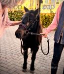3 Year Old Filly