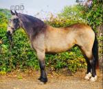 Crystal, 3 Year Old Connemara X Filly