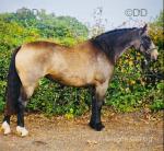 Crystal, 3 Year Old Connemara X Filly