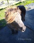 Shetland Mare