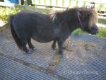 Shetland Mare