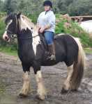 Beyond The Limit, 16.3hh Stallion