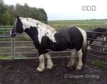 Beyond The Limit, 16.3hh Stallion