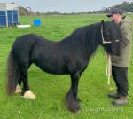 12hh Mare