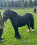 12hh Mare