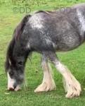 Yearling Colt
