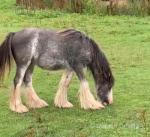 Yearling Colt