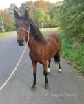 Yearling Filly