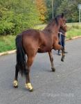 Yearling Filly