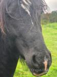 Jack, 3 Year Old Welsh Section D Colt