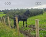 Jack, 3 Year Old Welsh Section D Colt