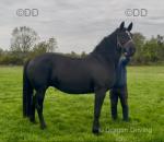 Blackberry, 16hh Mare