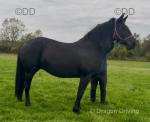 Blackberry, 16hh Mare