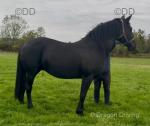 Blackberry, 16hh Mare