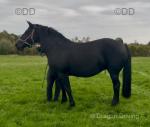 Blackberry, 16hh Mare