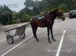 14.2hh Ride & Drive Stallion