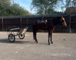 14.2hh Ride & Drive Stallion