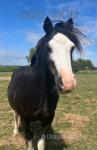 Winnie, 11.2hh WPB Mare