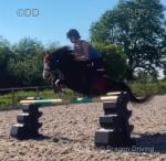 Winnie, 11.2hh WPB Mare