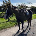 Larry, 16hh ISH Riding Gelding