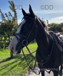 Larry, 16hh ISH Riding Gelding