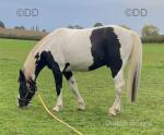 Turbo Tommy, half bred gelding 14.2hh 9 year old. One of the best half breeds about in my opinion. Square as a brick, not a break in him and will do 26/27mph and goes in style to go with it. 