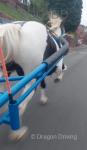 Turbo Tommy, 14.2hh Driving Gelding 