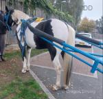 Turbo Tommy, 14.2hh Driving Gelding 