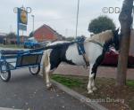 Turbo Tommy, 14.2hh Driving Gelding 
