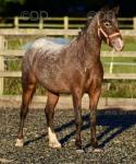 Cindy, 3 Year Old Filly