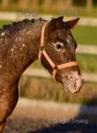 Cindy, 3 Year Old Filly