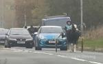 Good child's pony, driven in very heavy traffic, not fazed. 
