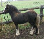 Colt Foal