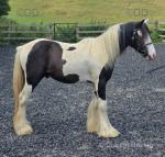 Troublemaker, Yearling Colt