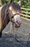 Troublemaker, Yearling Colt