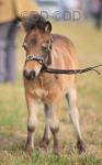 Shetland Colt Foal