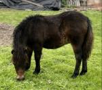 Shetland Colt Foal