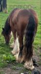 Yearling Colt 