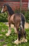 Yearling Colt 