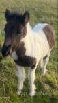 12hh Mare with Filly Foal at Foot