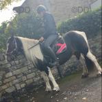 14hh Mare