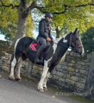 14hh Mare