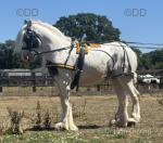 Cash, 13.2hh Ride and Drive Gelding