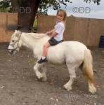 Here we got a nice grey ride and drive mare she is 11 year old stand about 11.3hh. She real dope on rope to handle, kids handle her daily. Never puts a foot wrong, will live in or out. 
