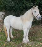 11.3hh Ride and Drive Mare