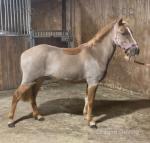 Filly