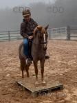 Filly